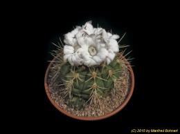 Gymnocalycium eurypleurum 1435